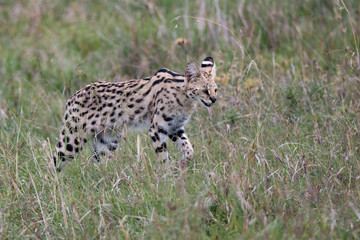 Serval Cat hunting in grasslands of Masai Mara, Kenya