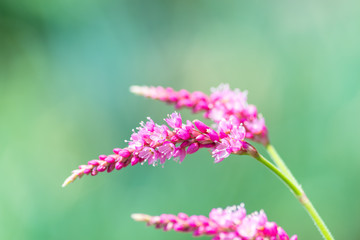 オオケタデの花