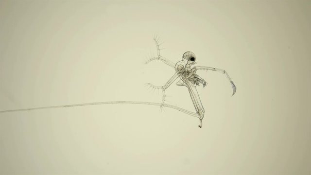 Zooplankton Under A Microscope, Prickly Water Flea Cercopagis Pengoi Crustacea, Is An Invasive Species That Hunts Smaller Planktonic Organisms, Including Daphnia, In The Video, The Male Is Different