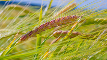 Rye spikelets in a field in summer