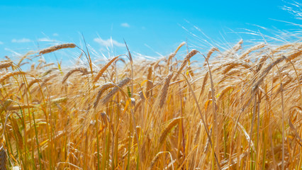 Rye spikelets in a field in summer