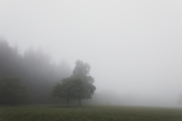 Fototapeta na wymiar A tree in the fog in scotland