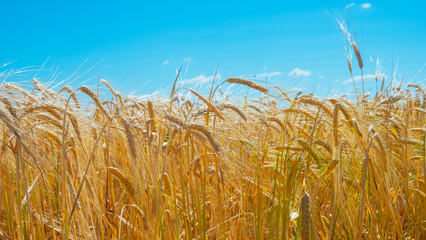Spikelets of rye in the summer on the field