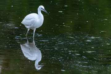 White little egret (Egretta garzetta) searching for food with reflection in the water