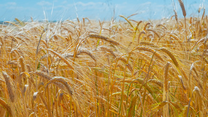 Rye spikelets in a field in summer