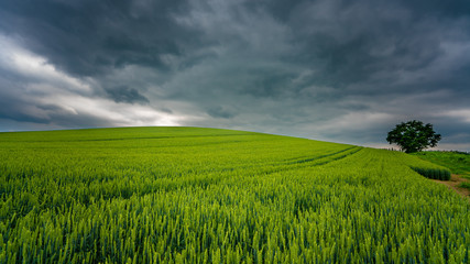 Natural Fresh Lush Green Landscape