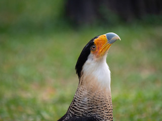 The Southern Crested Caracara (Caracara plancus),