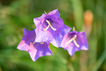 lilac field bell macro