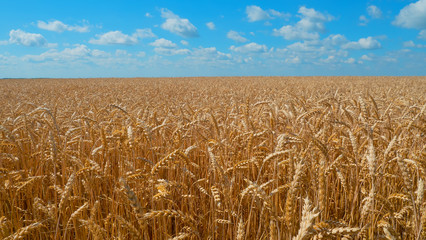 Spikelets of rye in the summer on the field