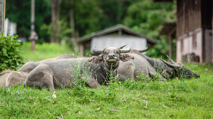 Buffalos Happy In Daily Life