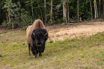 american bison along the alaska highway in Canada