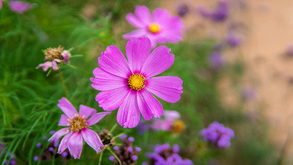 Fresh Pink Purple Flower Blossom