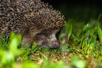 hedgehog on a background of grass deep at night in the light of a lantern.