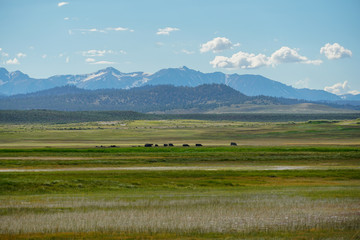 Fototapeta na wymiar Long valley next to Lake Crowley, Mono County, California. USA. Green wetland with mountain on the background during clouded summer.