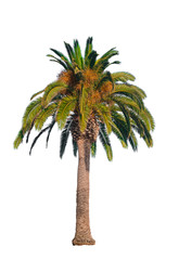 Palm tree isolated on white background
