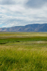 Long valley next to Lake Crowley, Mono County, California. USA. Green wetland with mountain on the background during clouded summer.