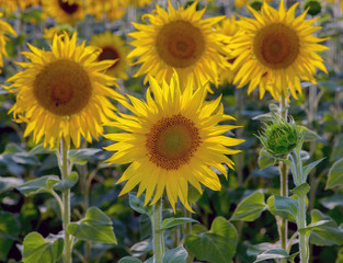 Fototapeta premium Large flowers of sunflower are turned towards the sun.