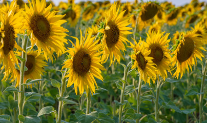 Large flowers of sunflower are turned towards the sun