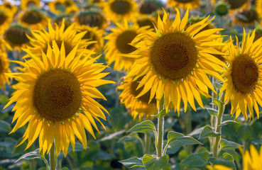 Fototapeta premium A large field of ripened sunflower.