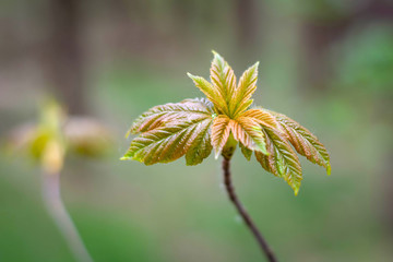 seedlings planted near the forest with young leaves in spring.