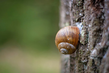 snail on the bark of a tree trunk.