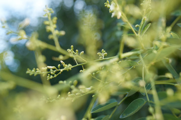 abstract wallpaper of branch and leafs