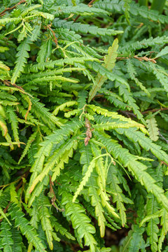 Vertical image of the foliage (leaves) of the ground-covering deciduous shrub known as sweetfern or sweet fern (Comptonia peregrina)