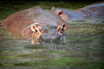 Fototapeta premium Hippopotamus
