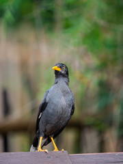 The Javan Myna (Acridotheres javanicus),