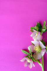 Vertical image of pastel pink Lenten rose (Helleborus x hybridus) flowers on a bright pink background, with copy space