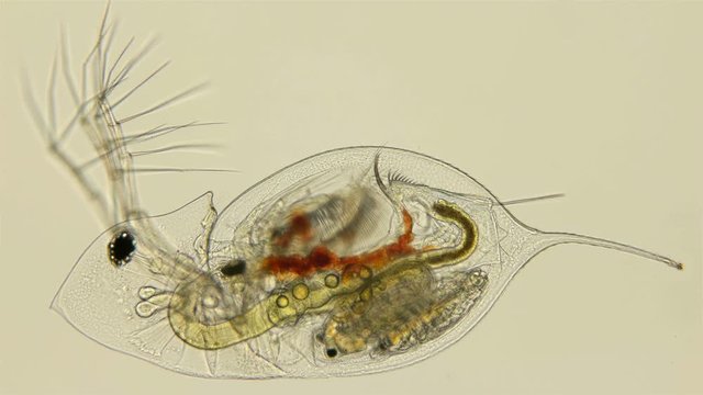 plankton, Daphnia under the microscope, water flea, species Daphnia galeata, is a zooplankton crustacean, the head looks like a pointed helmet, which, depending on the season, may decrease or increase