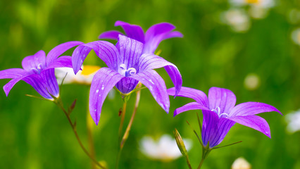 Purple wildflowers bluebells in summer on nature