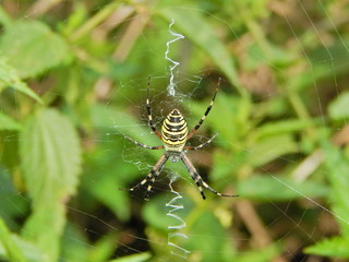 Agriope Brunniha - spider of Ukraine