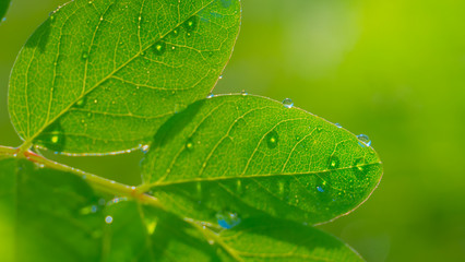 Green leaf with raindrops in the summer in nature develops in the wind