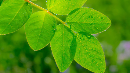 Fototapeta na wymiar Green leaf with raindrops in the summer in nature develops in the wind