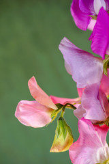 Vertical image of pink and purple sweet pea (Lathyrus odoratus) flowers against a soft-focus green wood background, with room for copy