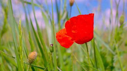 Summer poppy flowers on green field