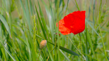 Summer poppy flowers on green field
