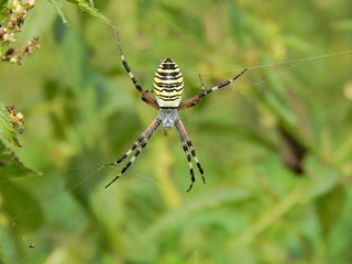 Argiope - Spider Wasp
