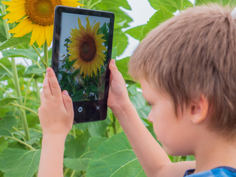 Cute blond child explores large flower of sunflower in garden and photographs plant on tablet