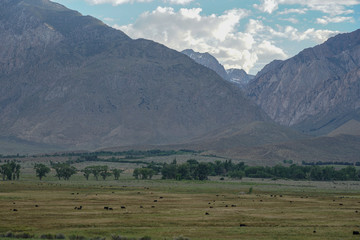 Aerial view of green land and with mountain in the background in Aspen Springs, Mono County California, USA