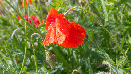 Red wild poppy flower in a field at sunrise