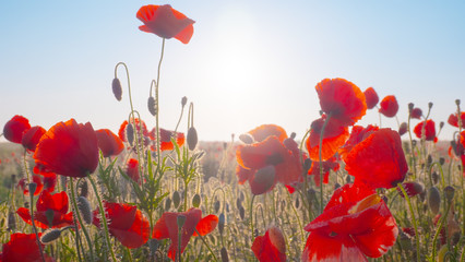 Summer poppy flowers on green field