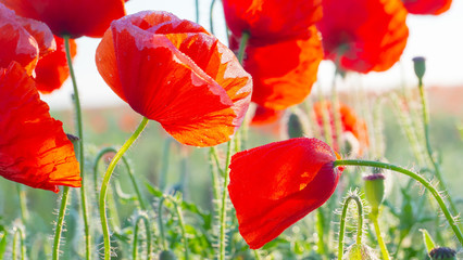 Obraz premium Summer poppy flowers on green field