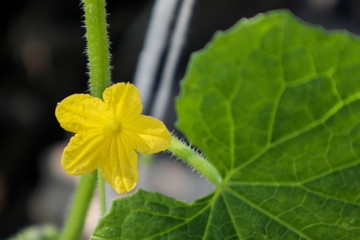 yellow flower in the garden