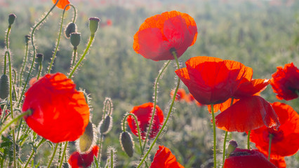 Fototapeta premium Red wild poppy flower in a field at sunrise