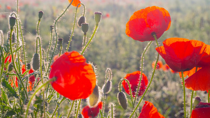 Summer poppy flowers on green field