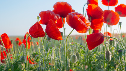 Obraz premium Letnie kwiaty maku na zielonym polu