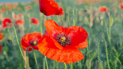 Obraz premium Red wild poppy flower in a field at sunrise