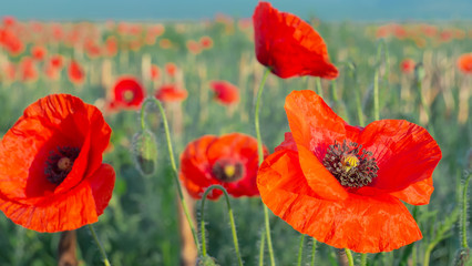 Summer poppy flowers on green field